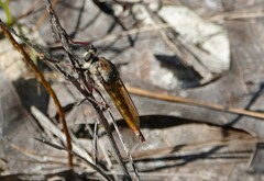 Proctacanthus longus