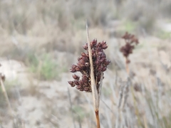 Juncus acutus