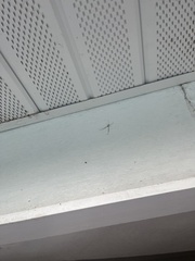 Leucauge argyrobapta