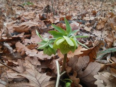 Helleborus odorus