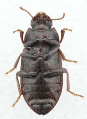 Blapstinus haitensis