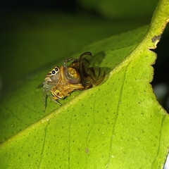 Chira