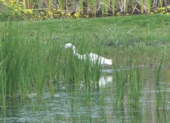 Egretta garzetta garzetta