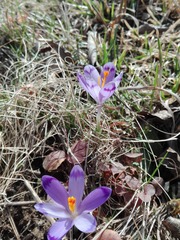 Crocus heuffelianus
