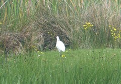Egretta garzetta garzetta