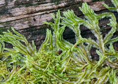 Lophocolea semiteres