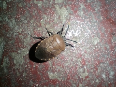 Coridius