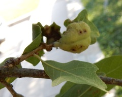 Neuroterus quercicola