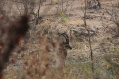 Hippotragus niger kirkii