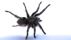 Brachionopus robustus