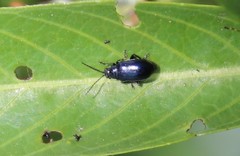 Alticina
