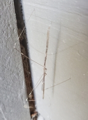 Emesaya brevipennis