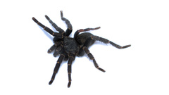 Brachionopus robustus