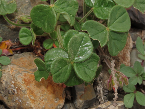 Oxalis atacamensis (Oxalis atacamensis)