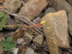 Oxalis atacamensis