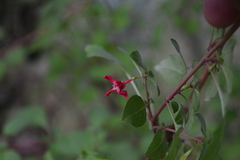Fuchsia thymifolia