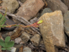 Oxalis atacamensis