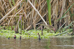 Ixobrychus involucris