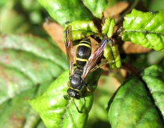 Ancistrocerus trifasciatus