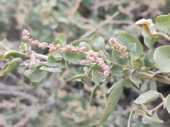 Atriplex halimus