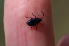 Alticina