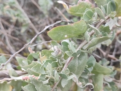 Atriplex halimus