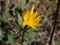 Microseris borealis