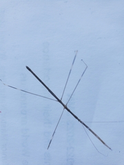 Emesaya brevipennis