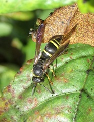 Ancistrocerus trifasciatus