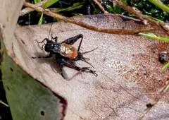 Teleogryllus commodus