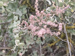 Atriplex halimus