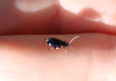 Alticina