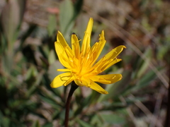 Microseris borealis