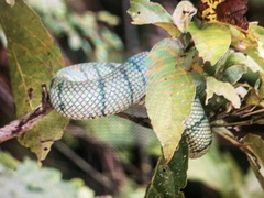 Tropidolaemus subannulatus