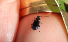 Alticina