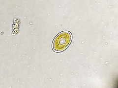 Cocconeis