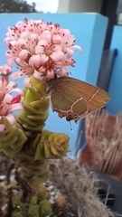 Callophrys xami