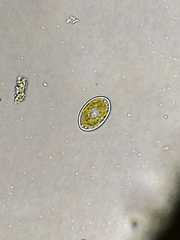 Cocconeis