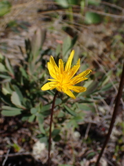 Microseris borealis