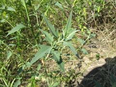 Atriplex oblongifolia