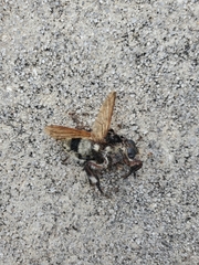 Mallophora bomboides