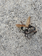 Mallophora bomboides