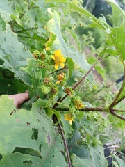 Smallanthus maculatus