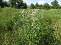 Cirsium arvense vestitum