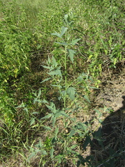 Atriplex oblongifolia