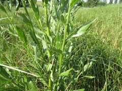 Cirsium arvense vestitum