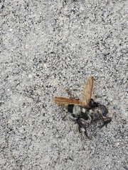 Mallophora bomboides