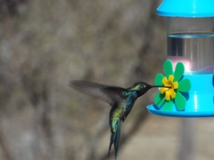 Heliomaster furcifer