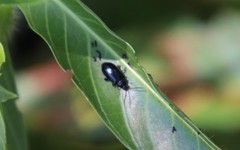 Alticina