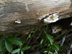 Poronidulus conchifer image